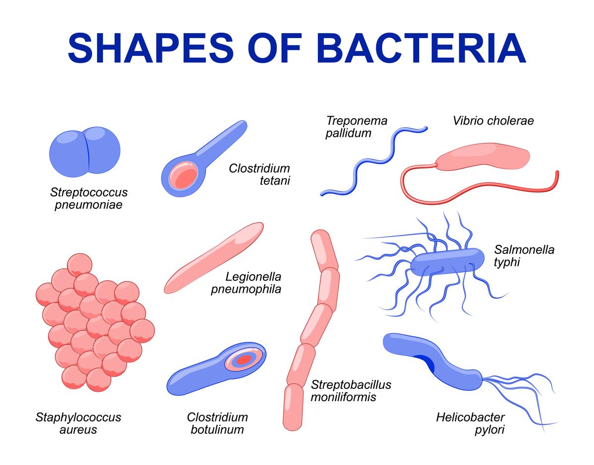 http://mednorge.com/wp-content/uploads/2020/11/1200-94798069-shapes-of-bacteria.jpg