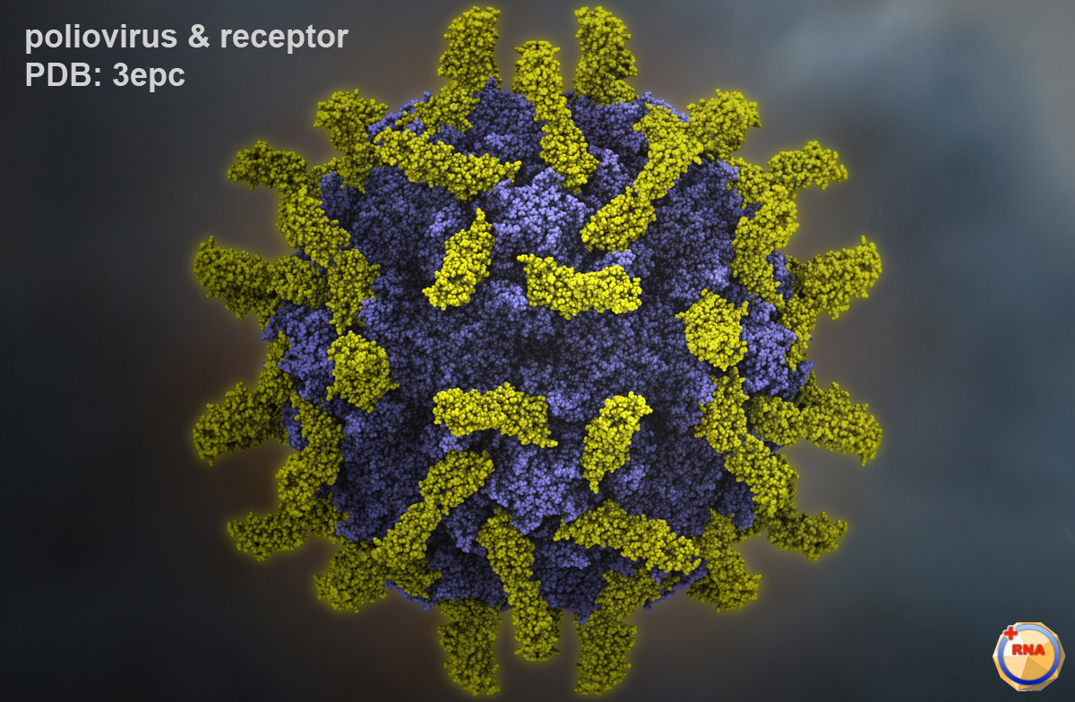 http://mednorge.com/wp-content/uploads/2020/12/p1m_poliovirus-receptor.jpg