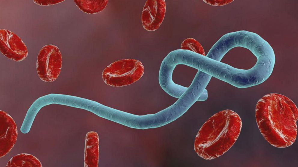 Ebolavirus og Marburg-virus