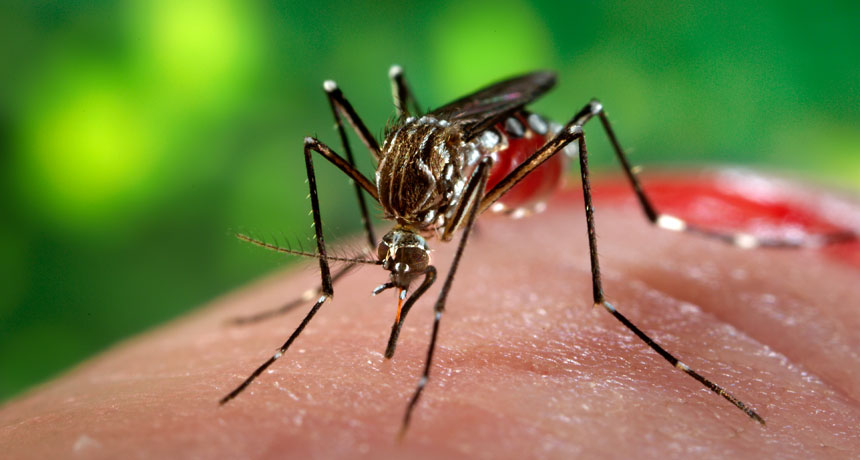 Zika-virus: symptomer, årsaker og behandling