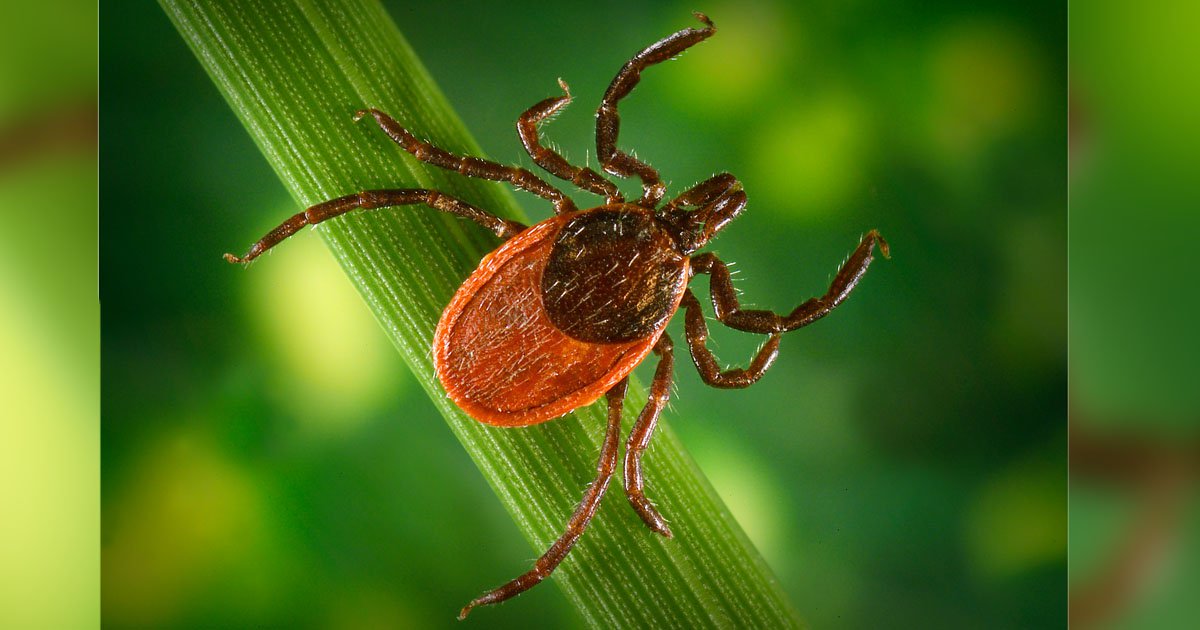 500 000 amerikanere blir smittet med Lyme-sykdommen hvert år